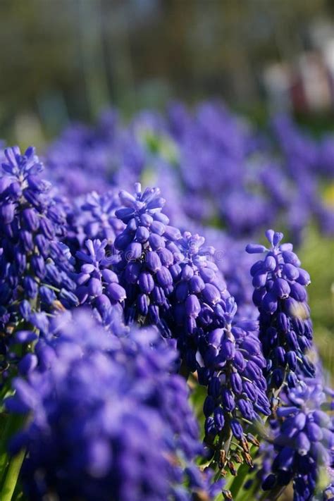 Bees on spring flowers stock photo. Image of flying, landscape - 39850138