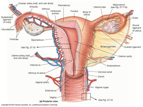 Myometrium; Uterine Muscle