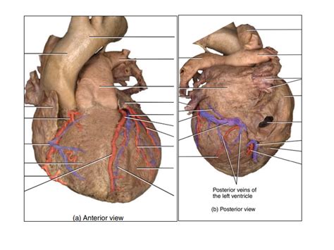 Coronary circulation Diagram | Quizlet