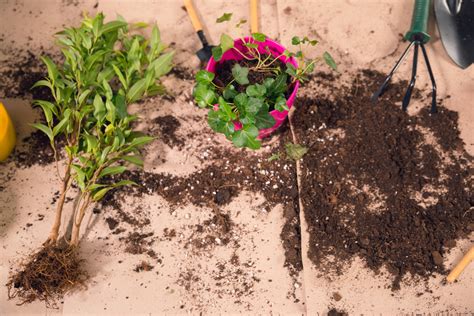 Bonsai Potting Mix Recipe