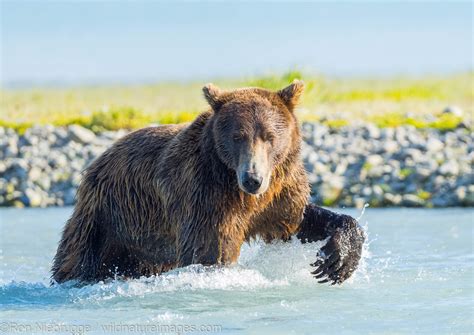 Fishing Brown Bear | Katmai National Park, Alaska. | Photos by Ron ...