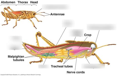 Grasshopper External Anatomy