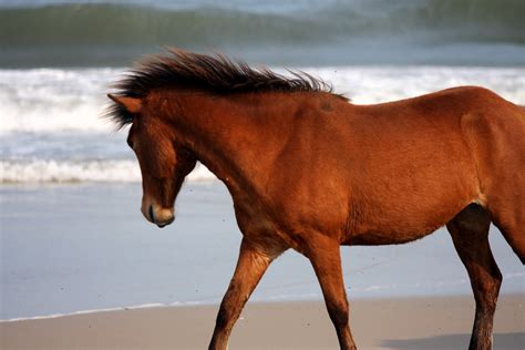 Naturefied: The Wild Horses of Assateauge