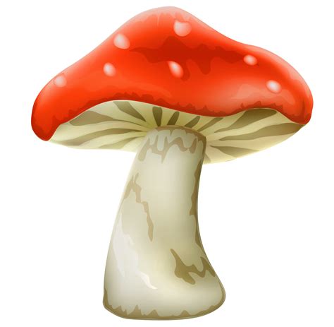 Collection of Toadstool PNG HD. | PlusPNG