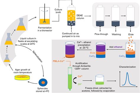 Schematic presentation of PMLA bioproduction by plasmodia of P.... | Download Scientific Diagram