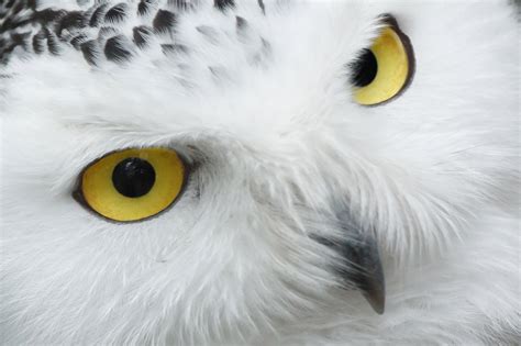 Snowy Owl Eyes Free Stock Photo - Public Domain Pictures