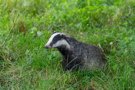 Badger cubs at set stock photo. Image of wildlife, young - 95994138