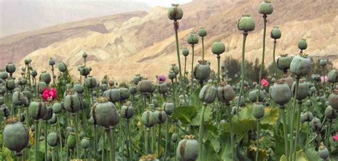 Opium Cultivation on the Rise - BORGEN