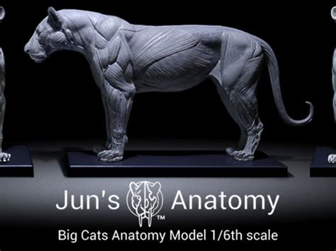 Big Cats: Artist Anatomy Models | Indiegogo