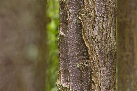 Library - Birch Tree Bark 01 - Friendly Shade