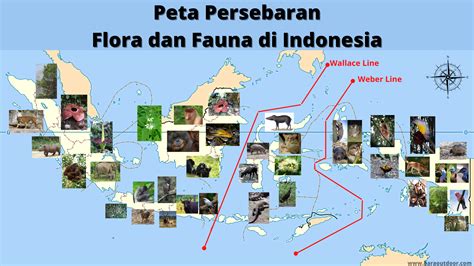 Gambar Peta Persebaran Flora Dan Fauna Di Indonesia – Materi Belajar Online