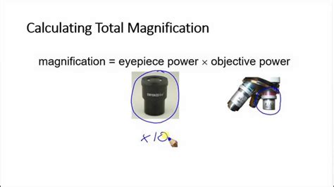 Compound Light Microscope Magnification Calculation | Shelly Lighting