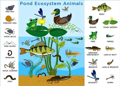 Pond Ecosystem: Types, Food Chain, Animals and Plants | Экосистемы, Пищевая цепочка, Детские ...