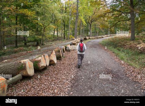 Wyre Forest near Bewdley, Worcestershire, England, UK. 23rd October Stock Photo: 89083601 - Alamy