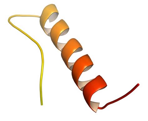 Peptide YY (PYY)