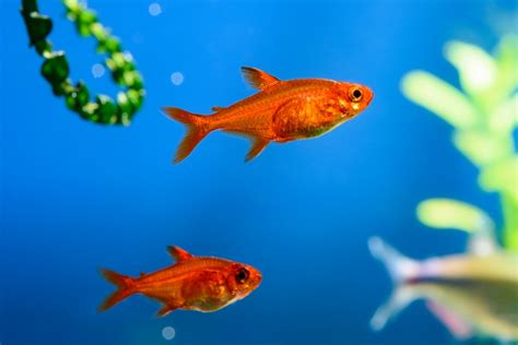 Ember Tetra: Complete Guide to Care, Breeding, Tank Size and Disease ...