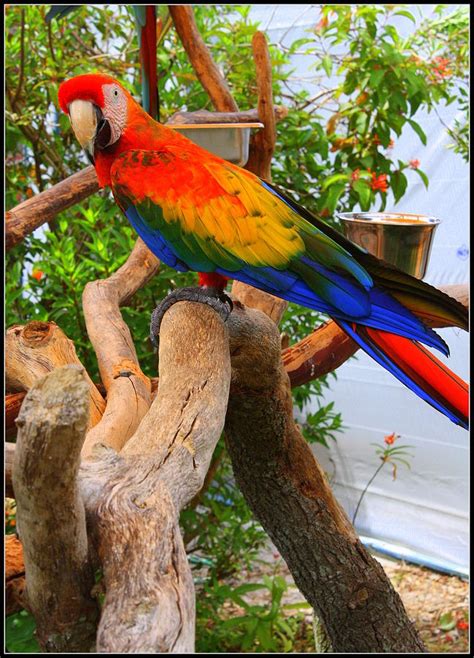 Brazilian Parrot Photograph by Dora Sofia Caputo