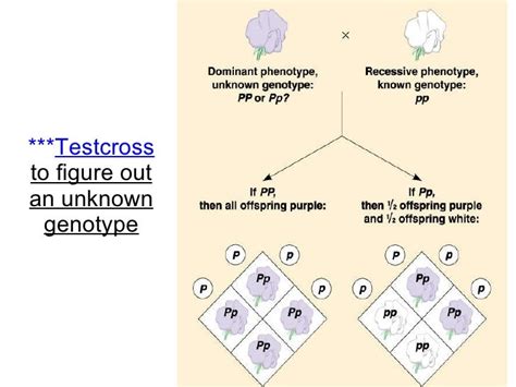 Chapter 19 Heredity Lesson 1 - Monohybrid Cross and Test Cross