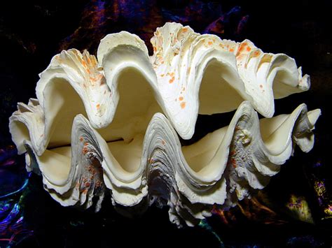 Fluted Giant Clam Shell Photograph by Frank Wilson