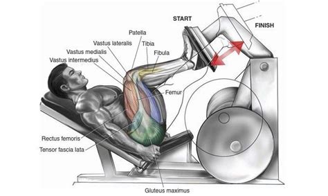 Everything You Should Know About Leg Press - The Fitness Tribe | Leg press, Leg workout, Best ...