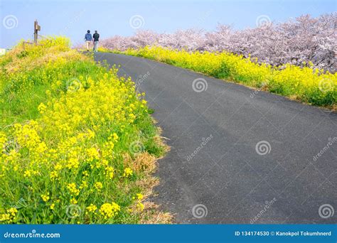 Cherry Blossoms and Rapeseed Blooms at Kumagaya Arakawa Ryokuchi Park. Stock Photo - Image of ...