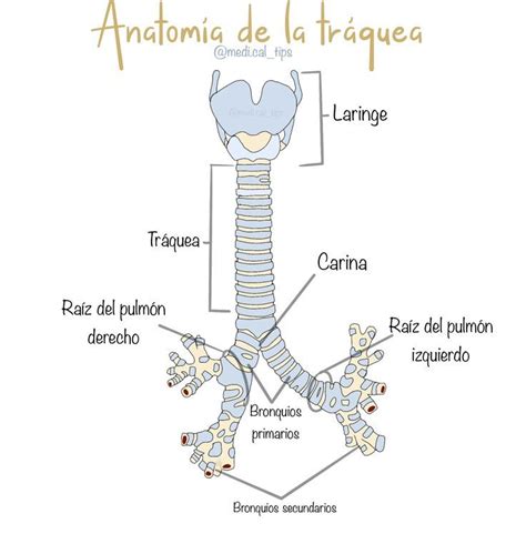 Tráquea | Anatomía médica, Anatomía, Libros de anatomia