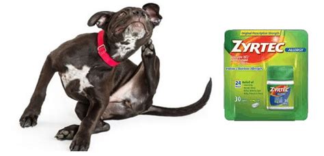 Zyrtec for Dogs – Uses, Dosage, Side Effects & Alternatives