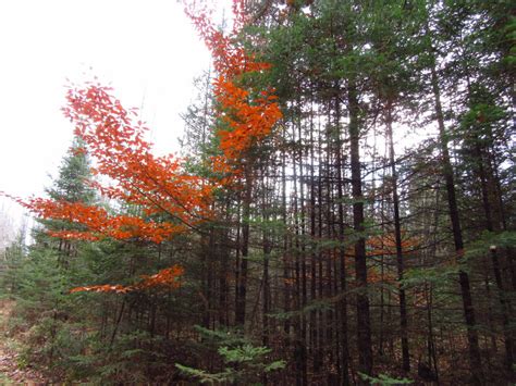 American Beech (Fagus grandifolia) | Accent on Natural Landscaping