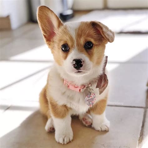 Photos and Fun Facts About Adorable Baby Corgis | Cute puppies, Cute ...