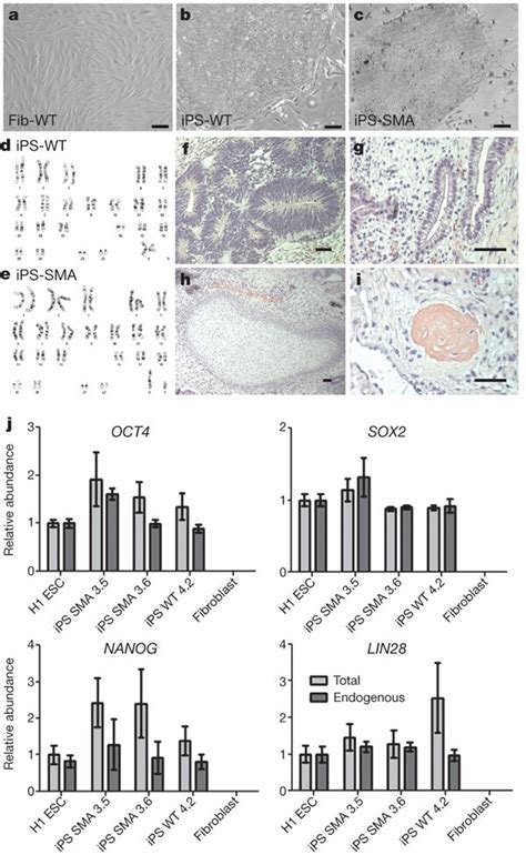 Newly generated iPS cells were fully reprogrammed.a–c, iPS-WT and ...