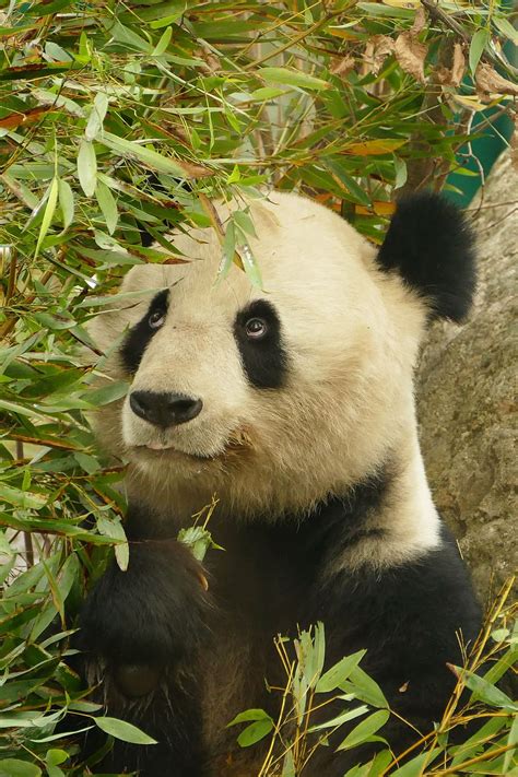 white, black, panda, bamboo grass, animals, bear, mammal, zoo, fur ...