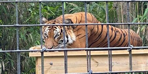 Critically endangered tiger fatally shot at Florida zoo for attacking a ...