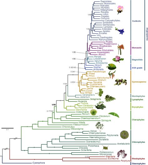 [PDF] Multigene Phylogeny of the Green Lineage Reveals the Origin and Diversification of Land ...