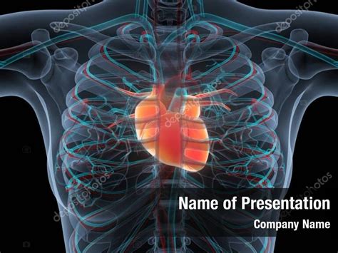 System human circulatory heart anatomy PowerPoint Template - System ...