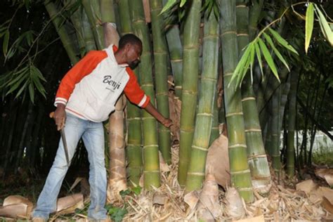 Bamboo: Is this the next big thing in farming? - The Standard