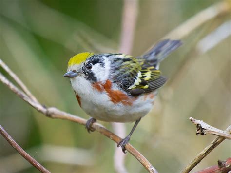 Chestnut-Sided Warbler Photograph by Micah Maziar - Fine Art America