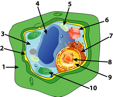 Plant Cell Diagram With Labels - Image of a plant cell diagram with each organelle labeled ...