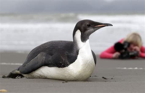 Pingüino de Adelia - National Geographic en Español