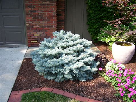 Picea pungens - Globe Blue Spruce | Garden structures, Outdoor landscaping, Plants