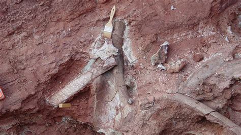 Scientists Discover New African Titanosaur Fossils in Tanzania Cliff