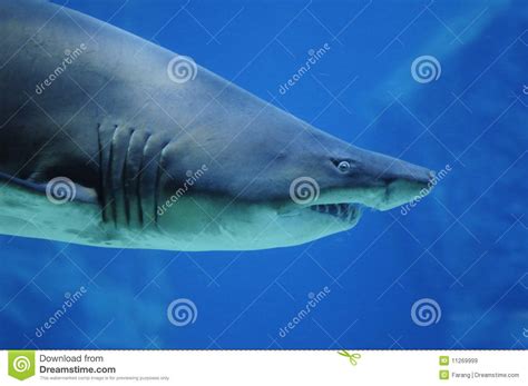 Shark attack stock image. Image of tropics, grey, blue - 11269999