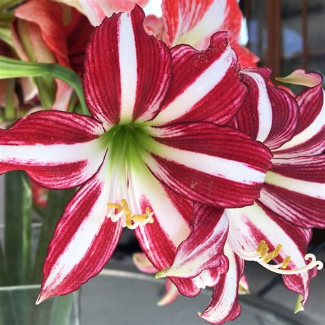 Fragrant Red Trumpet Amaryllis Bulbs For Sale | Amaryllis Santiago ...