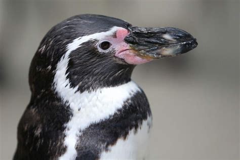 15 Interesting Humboldt Penguin Facts - MarinePatch