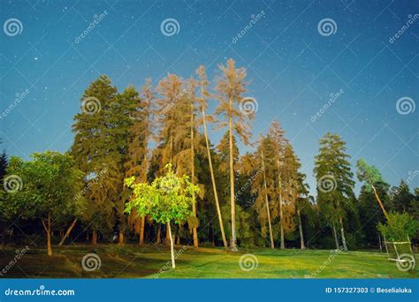 Night view of the forest stock image. Image of scenic - 157327303