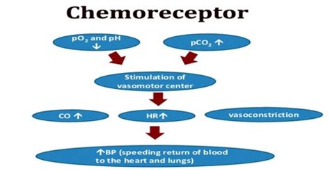 Chemoreceptor - Assignment Point