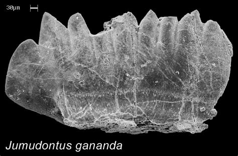 What are conodonts? - The Australian Museum