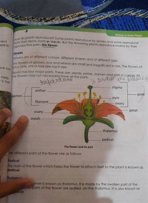 How do plants reproduce? Some plants reproduce by spores and some reprodu..