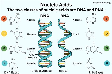 What Is a Nucleic Acid? Definition and Examples | Nucleic acid, Nucleic ...