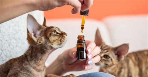 Is Peppermint Oil Safe For Cats?