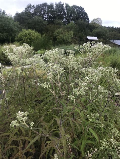 Eupatorium perfoliatum | Mellow Marsh Farm